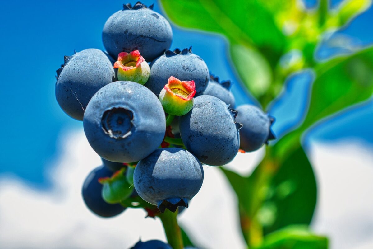 Superfoods You Should Be Eating and Why They Matter