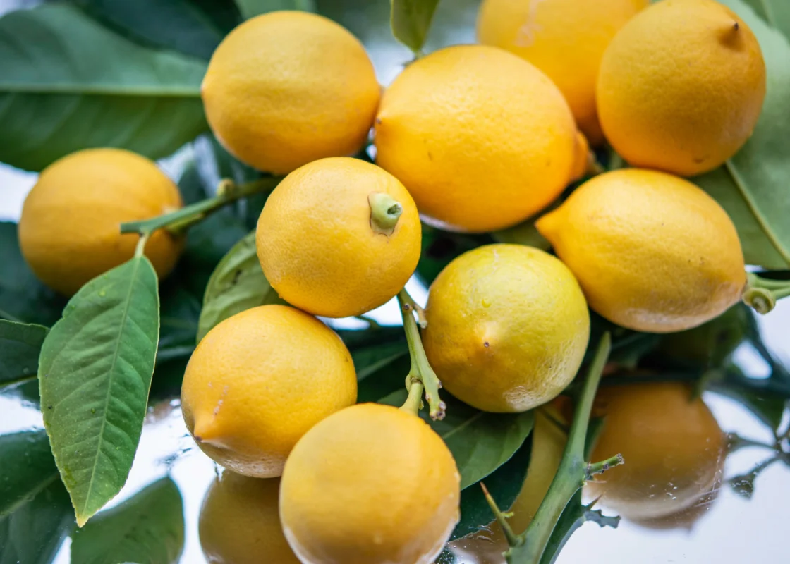 Close-up image of ripe lemons hanging on branches with green leaves, showcasing their vibrant yellow color and fresh appearance.