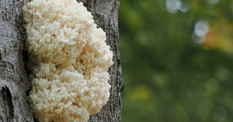 Lion’s Mane Mushroom: Benefits, Side Effects and Uses